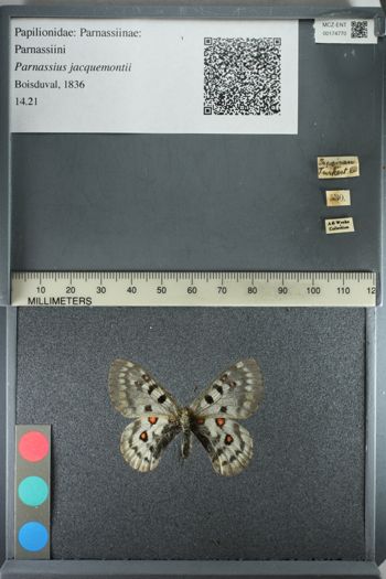 Media type: image;   Entomology 174770